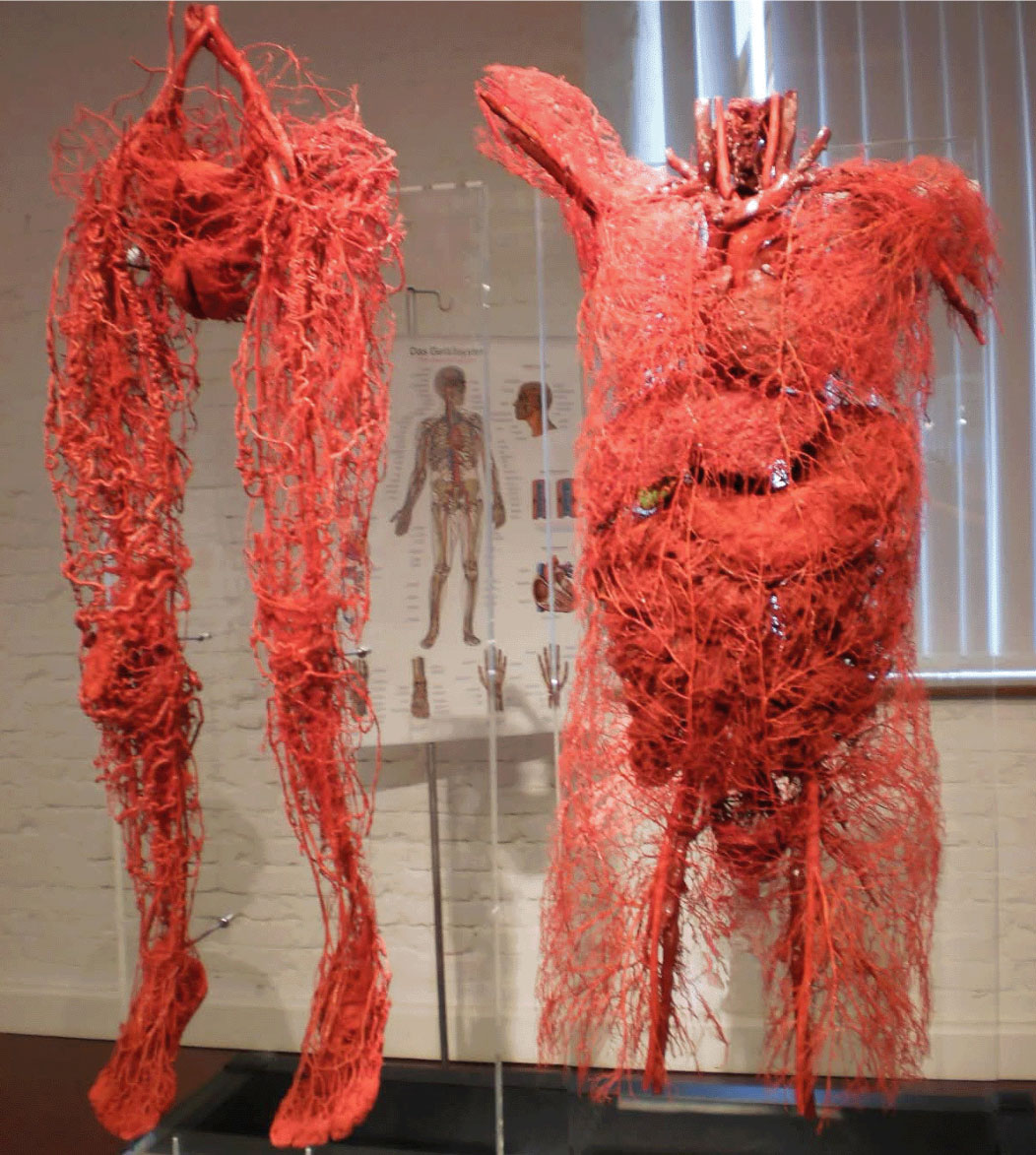 Systemic_circulation