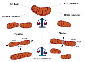 파킨슨병, 약물만이 답일까? 미토콘드리아를 깨우는 PBM 기술의 진실