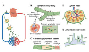 부분 치료의 함정과 전신 순환 케어의 중요성