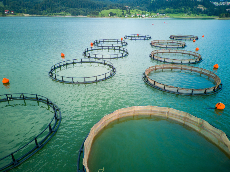 Fish Farms