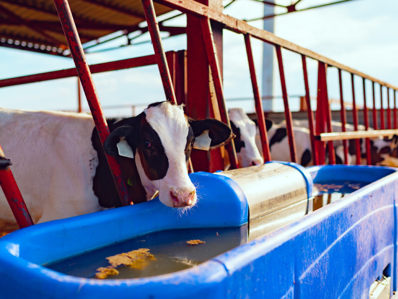 Drinking Water for Livestock