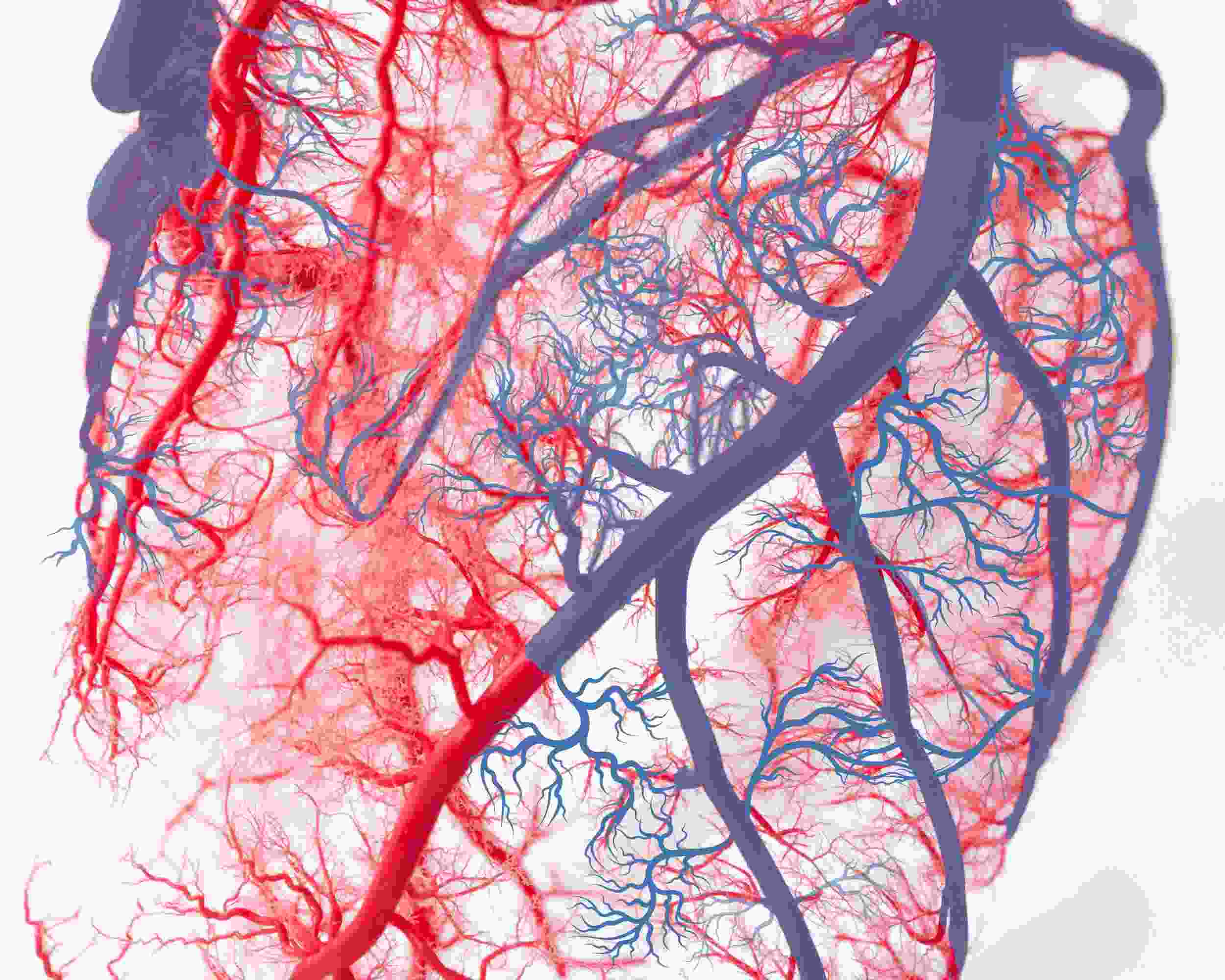  Antioxidants, Hormonal Balance, and a Strong Immune System