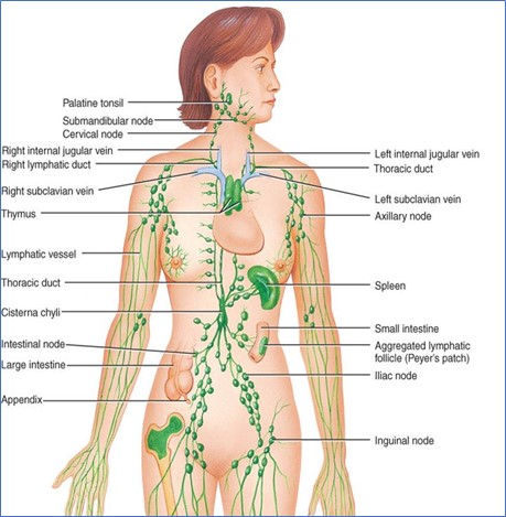 Structure of the Circulatory System