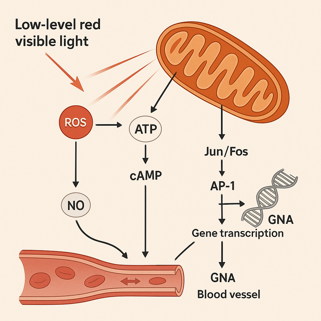Working mechanism of low level red visible light