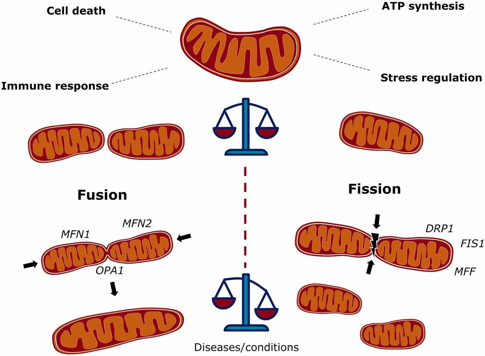 Fusion vs Fission