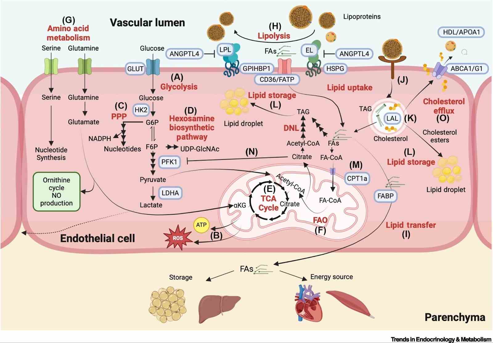Diagram showing Blocked blood vessels spreading inflammation and endothelial damage