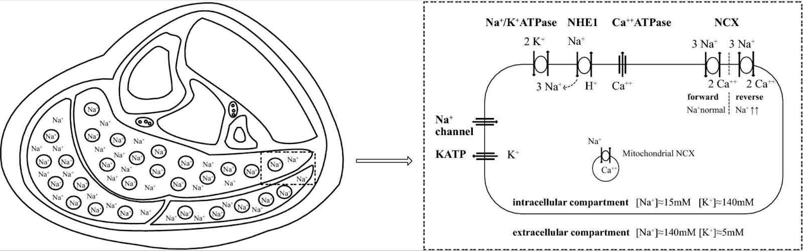 Mitochondrial dysfunction linked to chronic fatigue syndrome