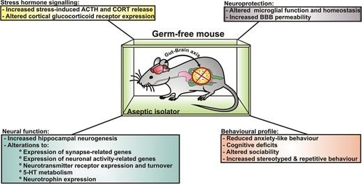 Diagram showing how germ-free mice affect gut–brain axis, stress hormones, neural function, and behavior