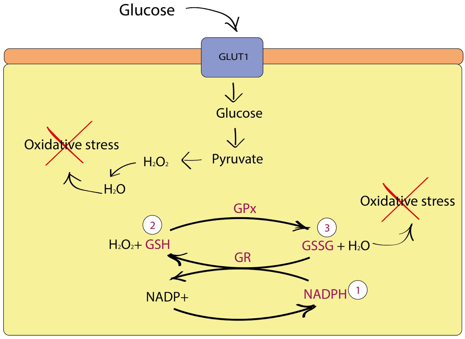 Oxidative stress and glucose metabolism diagram
