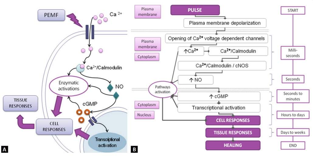 Diagram of how PEMF affects cell signaling and lymphatic function