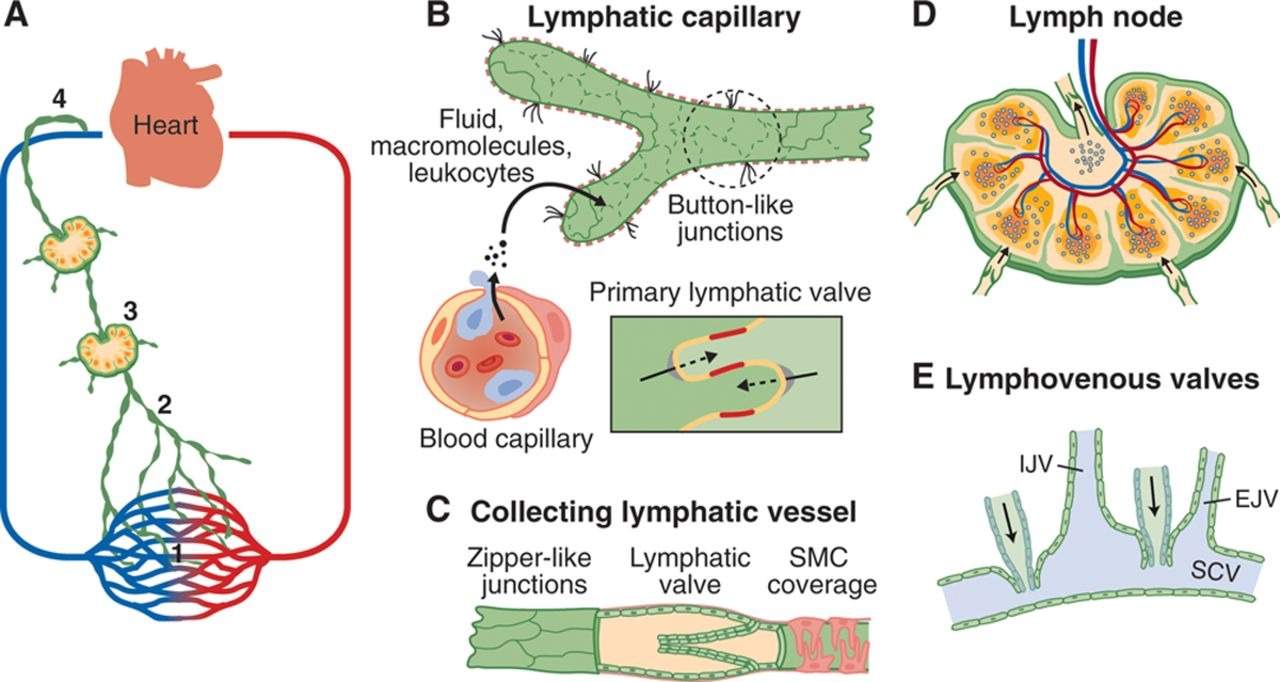 Lymphatic system diagram showing fluid flow, nodes, and valves