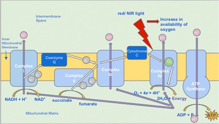 Photobiomodulation (PBM) Works for Neuropathy