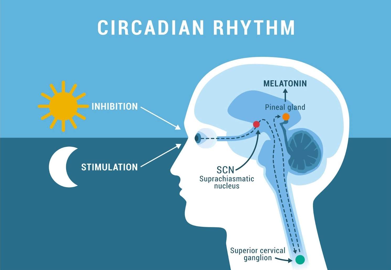 circadian rhythm depression brain diagram