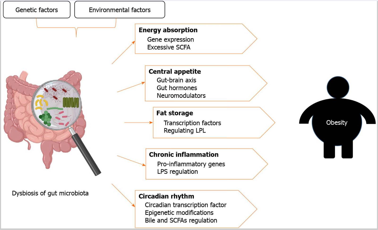 Gut microbes affecting obesity and weight regain diagram
