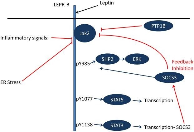 Diagram showing how leptin resistance affects appetite control
