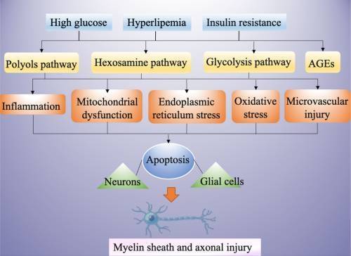 mitochondrial dysfunction root cause of nerve damage