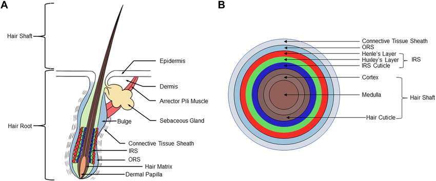 Diagram showing Hair and scalp structure with surfactant effects