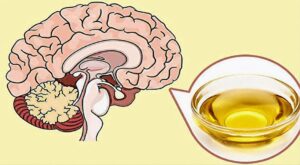 Does Cooking Oil Kill the Brain? The Science Behind the Claim